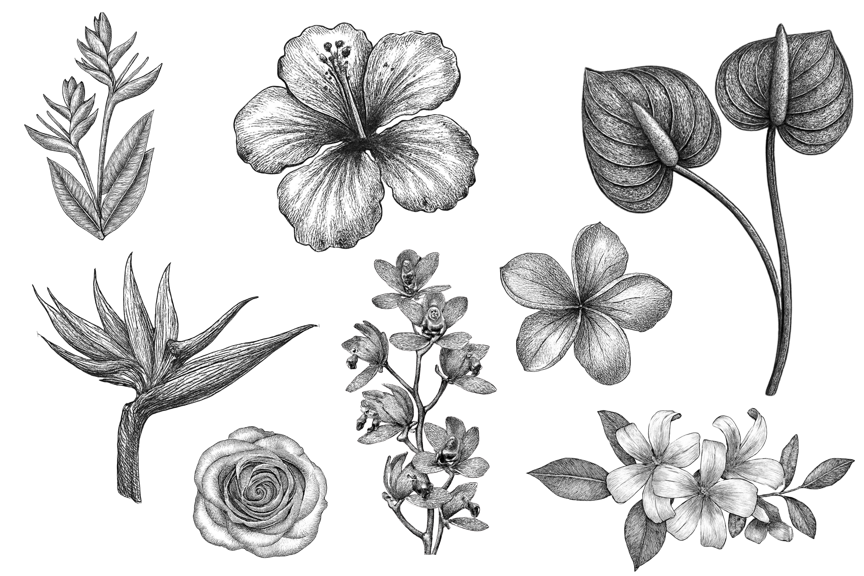 10 Hawaiian Flowers and Their Meanings