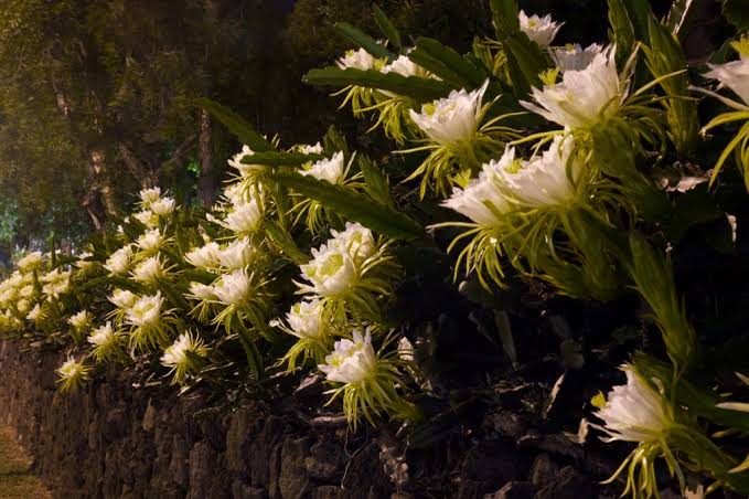 The Flower That Blooms Once a Year: The Night Blooming Cereus